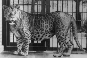 Leopon - hibrid ragadozó szövet család